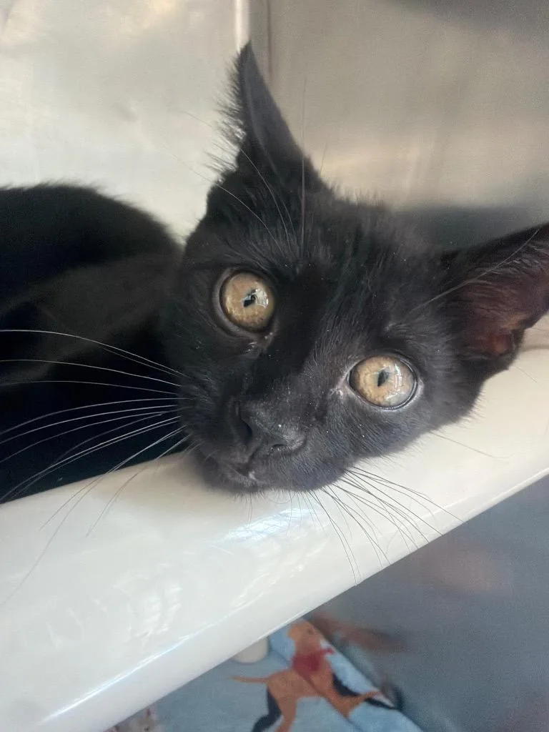 A baby medium-sized male Domestic Short Hair cat named Ghost for adoption in Pomona, NY