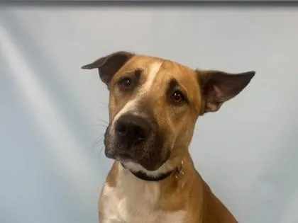 An adult large-sized male Carolina Dog dog named Asher for adoption in Golden Valley, MN