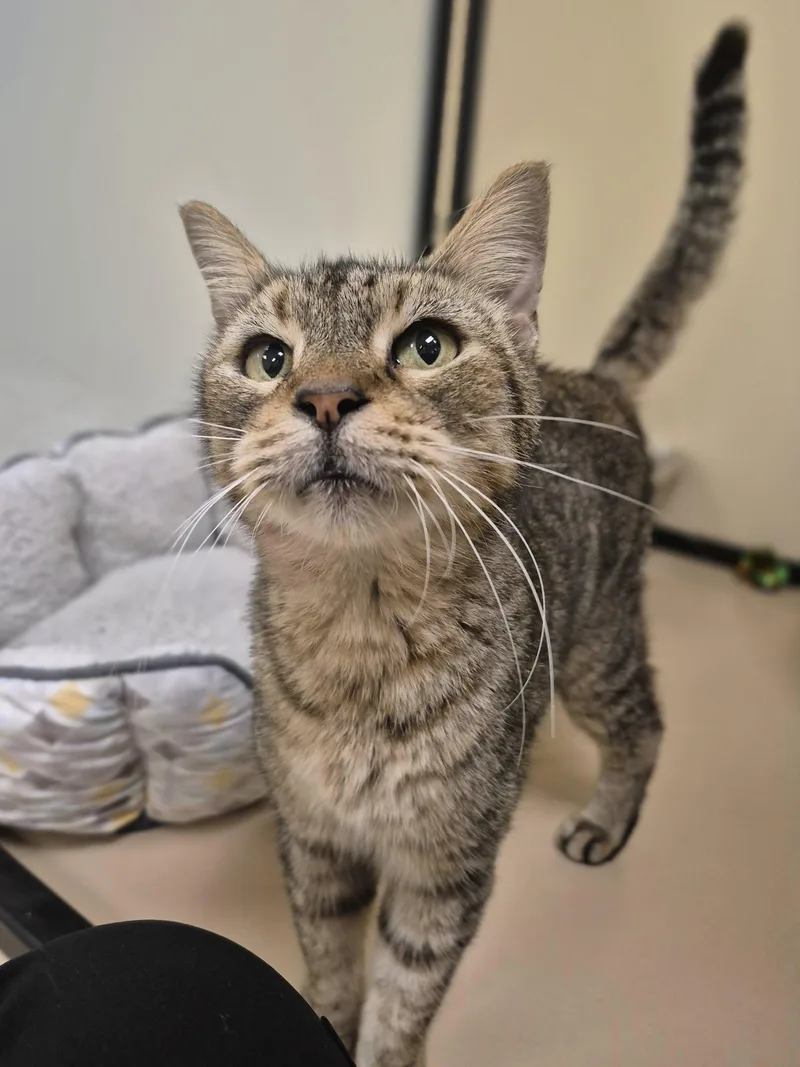 A senior medium-sized female Domestic Short Hair cat named Helga for adoption in Schertz, TX