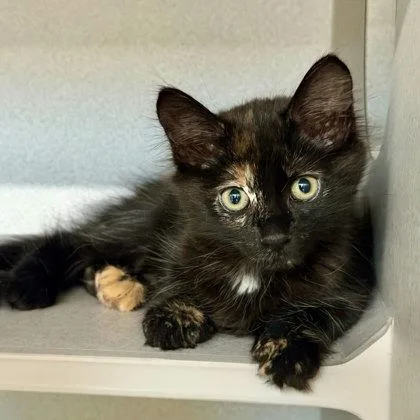 A baby small-sized female Domestic Short Hair cat named Tourmaline for adoption in Sacramento, CA