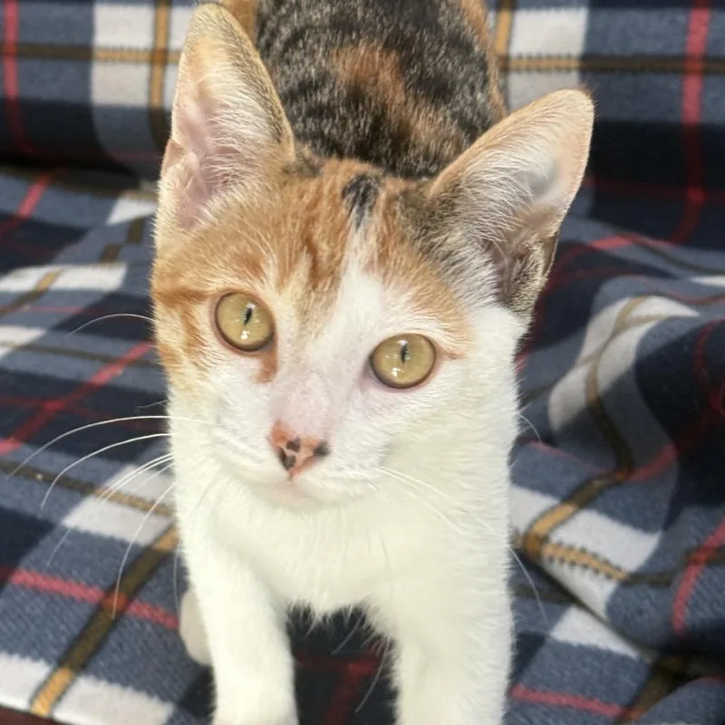 A young small-sized female Domestic Short Hair cat named Strawberry for adoption in Fort Bragg, CA