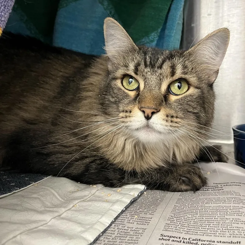 An adult large-sized female Domestic Long Hair cat named Kit Kat for adoption in Pittsburgh, PA