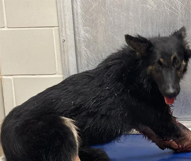 A young large-sized female German Shepherd Dog dog named Mc Muffin for adoption in Grand Prairie, TX