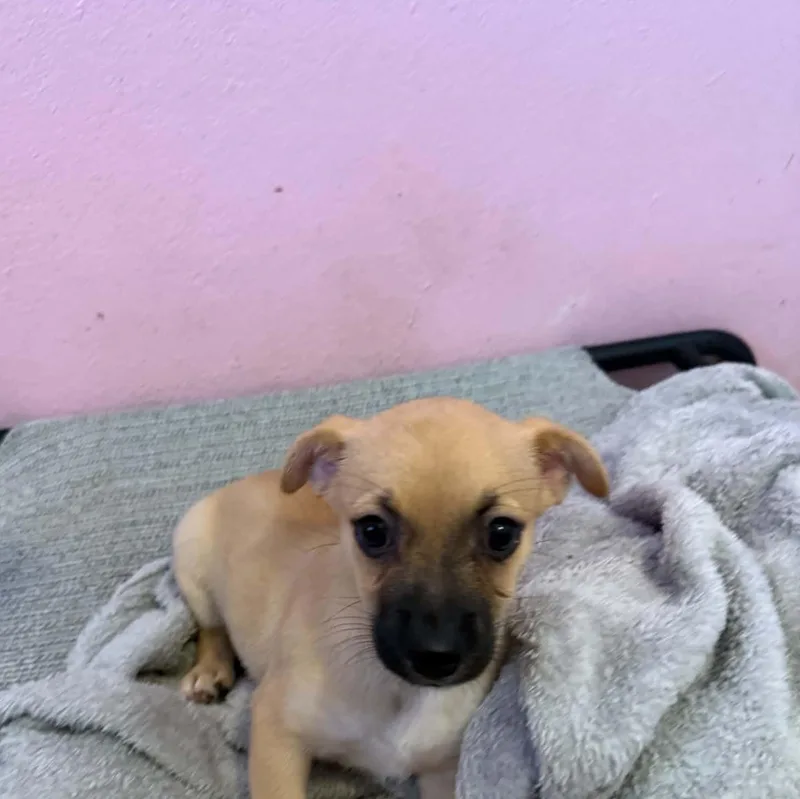 A baby small-sized female Chihuahua dog named Brielle for adoption in ISABELA, PR