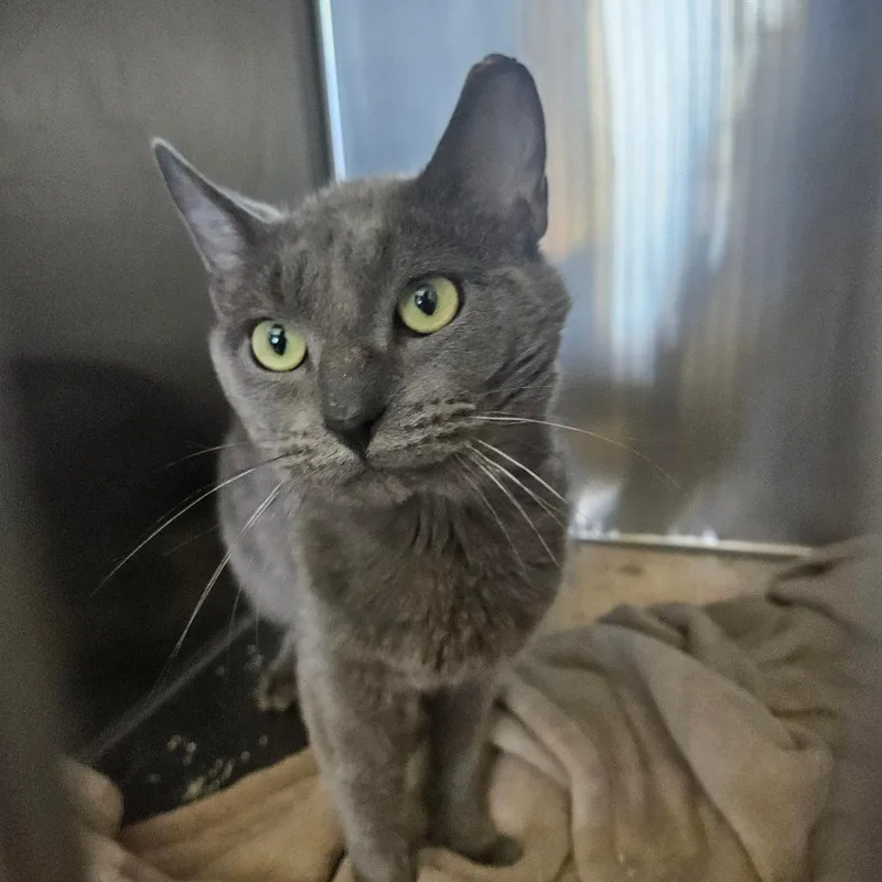 An adult small-sized male Gray / Blue / Silver Domestic Short Hair cat named Toasted Marshmallow Orr for adoption in Eagle Mountain, UT