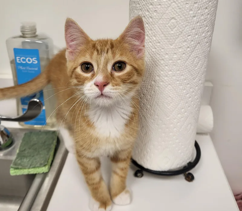 A baby medium-sized male Tabby (Orange / Red) Domestic Medium Hair cat named Mr. Woodworm for adoption in Grayslake, IL