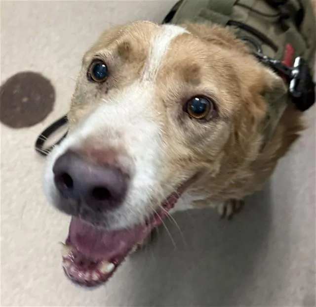 A senior large-sized male Labrador Retriever dog named Valentino for adoption in Newton, NC