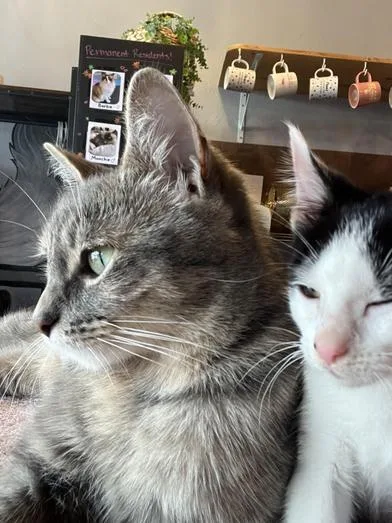 Grace & Elvis thumbnail 6