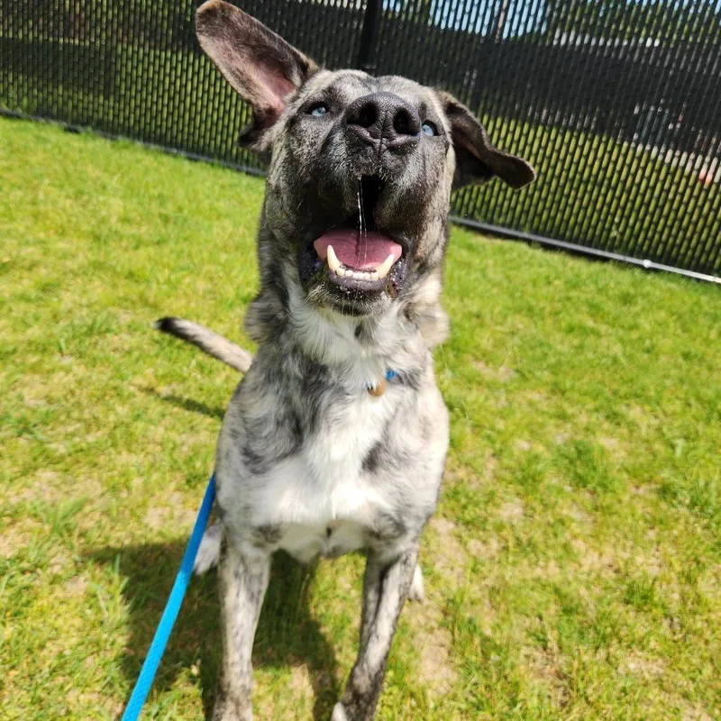 An adult large-sized male Brindle Mountain Cur dog named Chico for adoption in Fort Wayne, IN