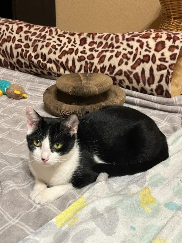 An adult medium-sized female Domestic Short Hair cat named Charm for adoption in Bonsall, CA