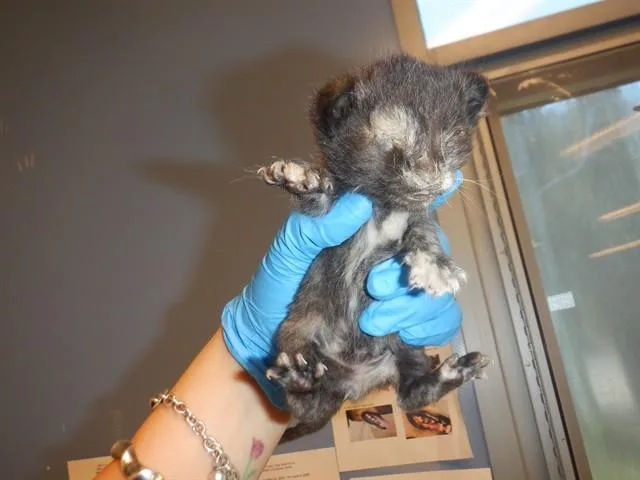 A baby small-sized female Domestic Short Hair cat named Minnie for adoption in San Jose, CA