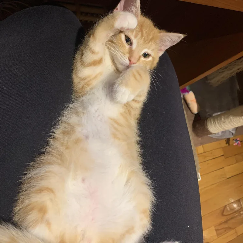 Mango & Panther thumbnail 2