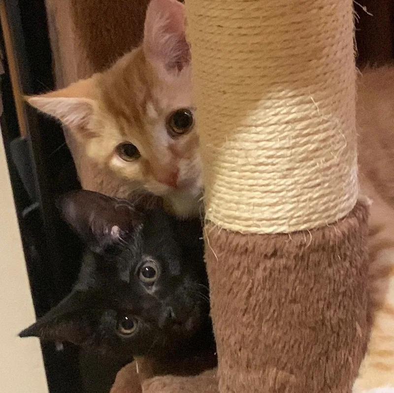 A baby medium-sized male Black Domestic Short Hair cat named Mango & Panther for adoption in New york, NY