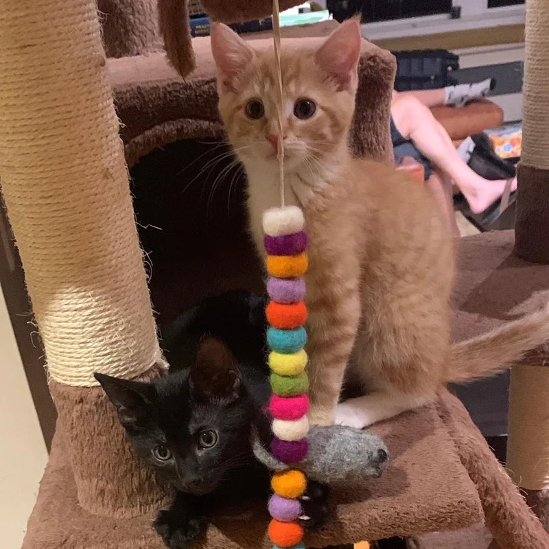 Mango & Panther thumbnail 3