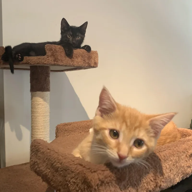 Mango & Panther thumbnail 4