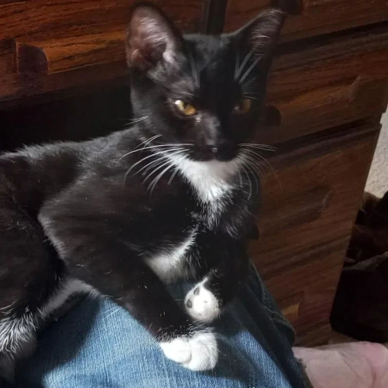 A baby medium-sized female Black & White / Tuxedo Tuxedo cat named Sox — A Tuxedo for adoption in Prescott, AZ