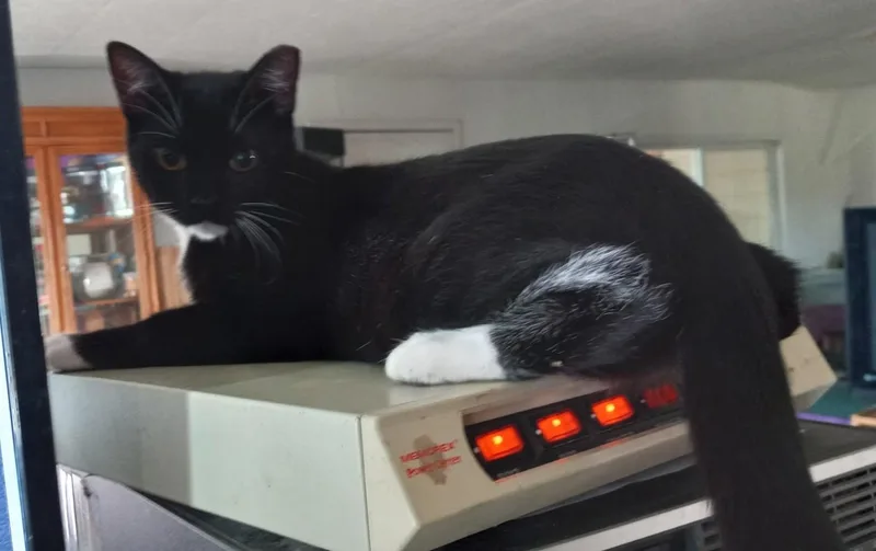Sox — A Tuxedo thumbnail 2