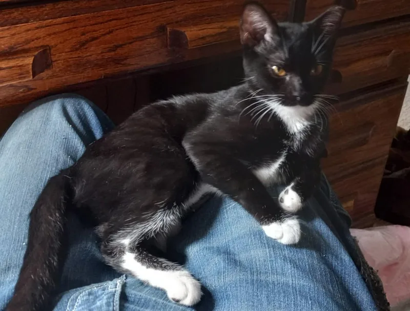 Sox — A Tuxedo thumbnail 3