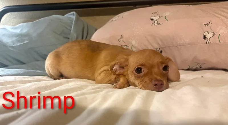 Shrimp