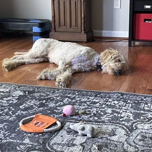 A young large-sized male Apricot / Beige Goldendoodle dog named Noodle for adoption in Christiansburg, VA