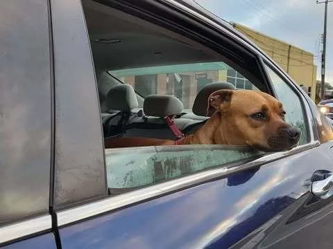 An adult medium-sized female Tricolor (Brown, Black, & White) Black Mouth Cur dog named Wendy for adoption in Milton, FL