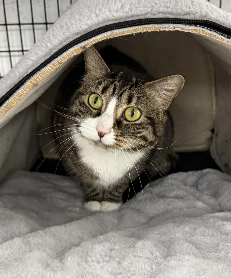 A young medium-sized female Tabby (Tiger Striped) Domestic Short Hair cat named Local Cat  Hotcakes for adoption in Clayville, RI