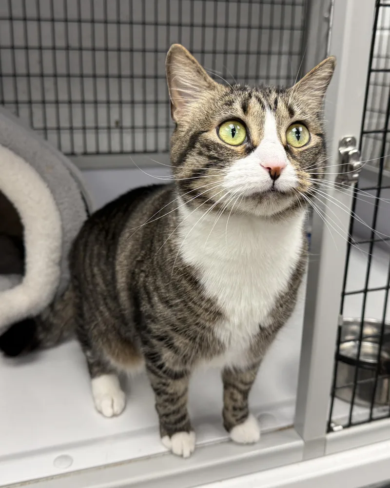 Local Cat  Hotcakes thumbnail 2