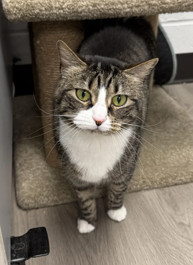 Local Cat  Hotcakes thumbnail 3