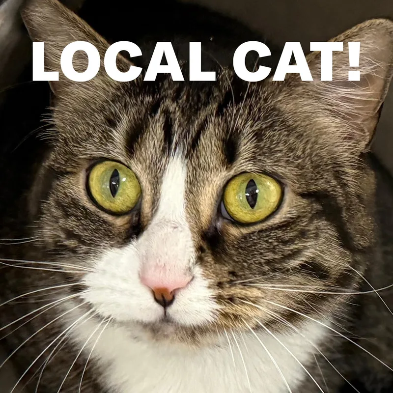 Local Cat  Hotcakes thumbnail 4