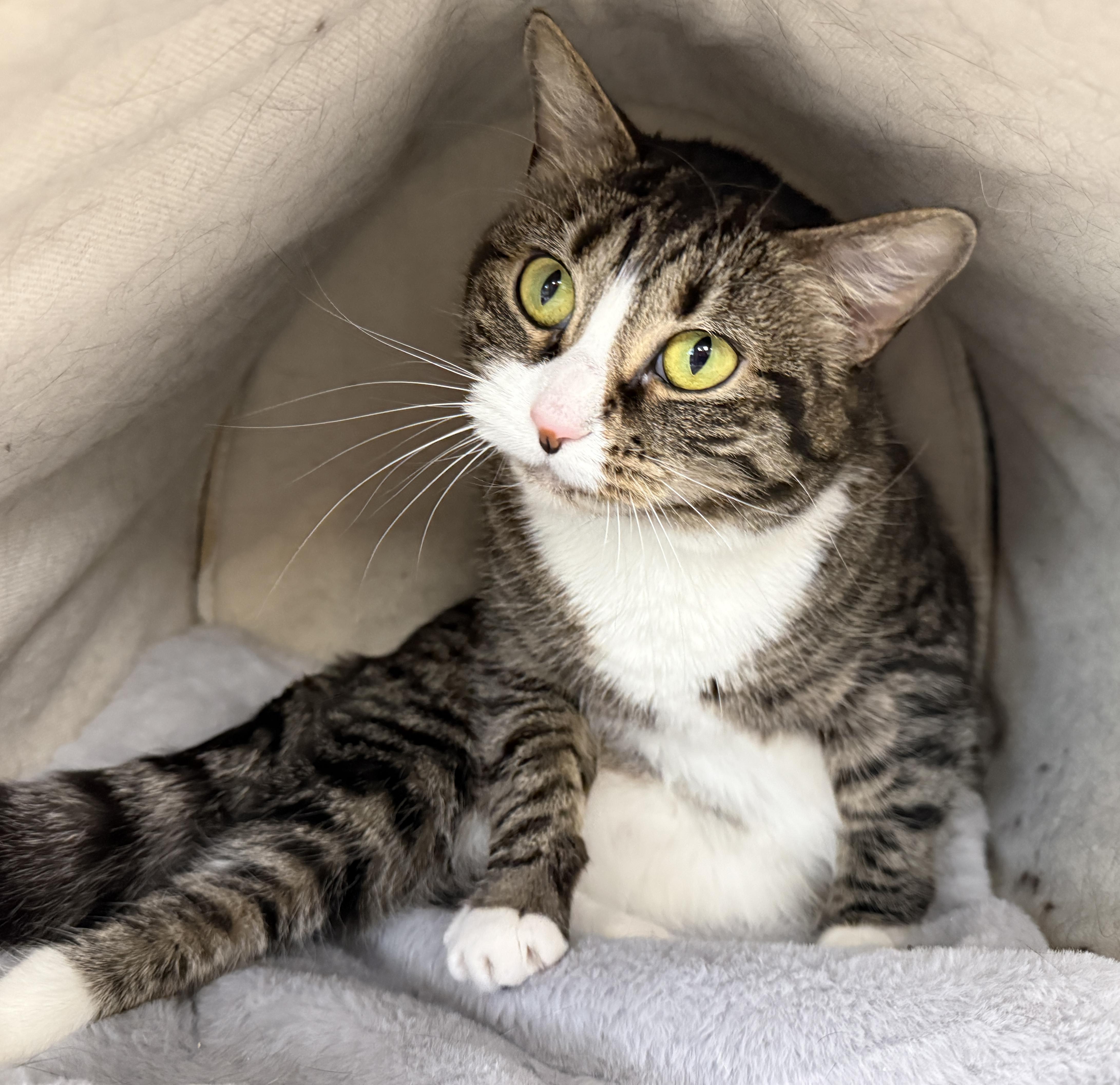 Local Cat  Hotcakes thumbnail 5