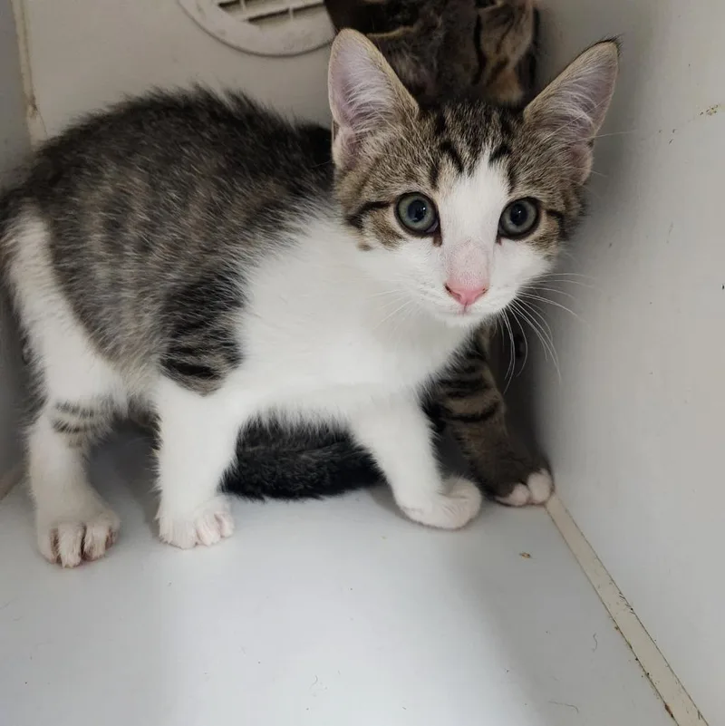 A baby small-sized male Domestic Short Hair cat named Mutt for adoption in Walnutport, PA