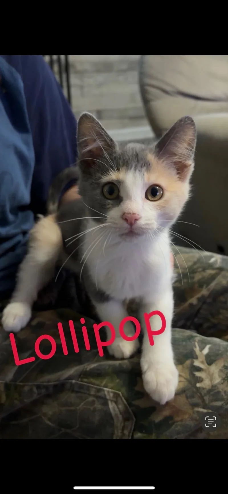 Lollipop