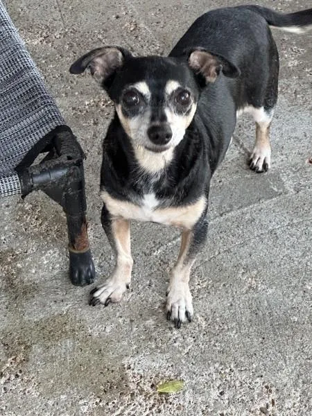 A senior small-sized male Black Chihuahua dog named Jasper CT for adoption in Bryan, TX