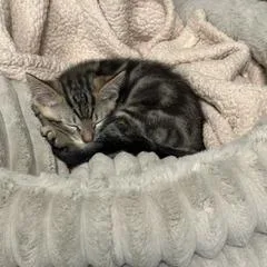 A baby small-sized male Brown / Chocolate Domestic Short Hair cat named Taz for adoption in Spokane, WA