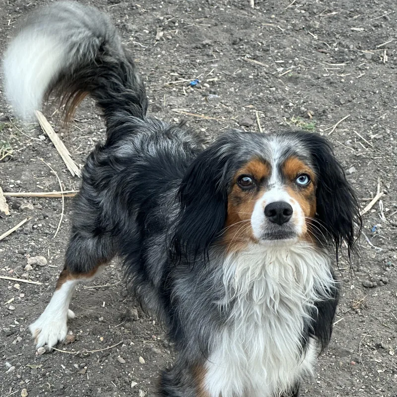 Blu Cheese thumbnail 2