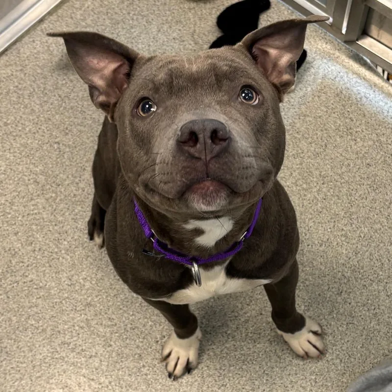 A young medium-sized male Gray / Blue / Silver Mixed Breed dog named Bob for adoption in Naperville, IL