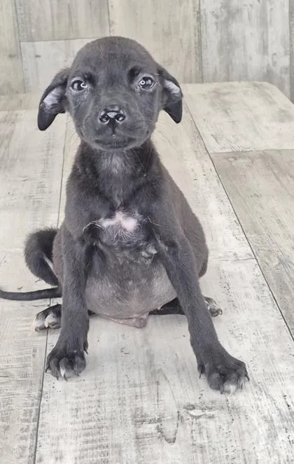 An adult small-sized male Mixed Breed dog named Brian for adoption in Shreveport, LA