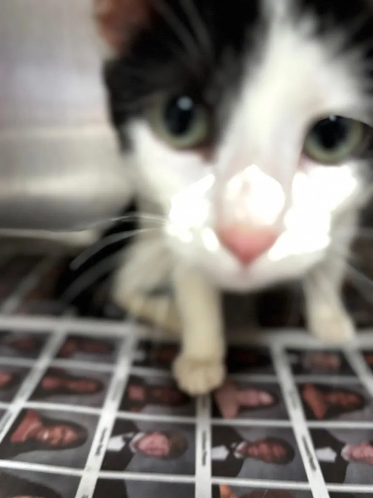 A young small-sized female Domestic Short Hair cat named Tiffany for adoption in Hopkinsville, KY