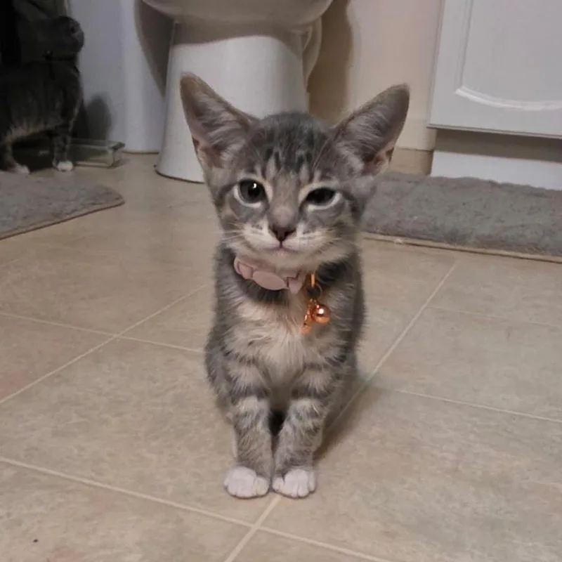 A baby small-sized female Gray / Blue / Silver Domestic Short Hair cat named Bliss for adoption in Springfield, IL