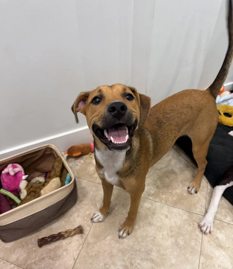 A young large-sized female Black Mouth Cur dog named Millie for adoption in Hilton Head Island, SC