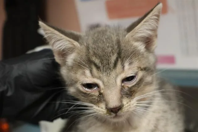 A baby medium-sized male Domestic Short Hair cat named Sincere for adoption in Columbia, SC