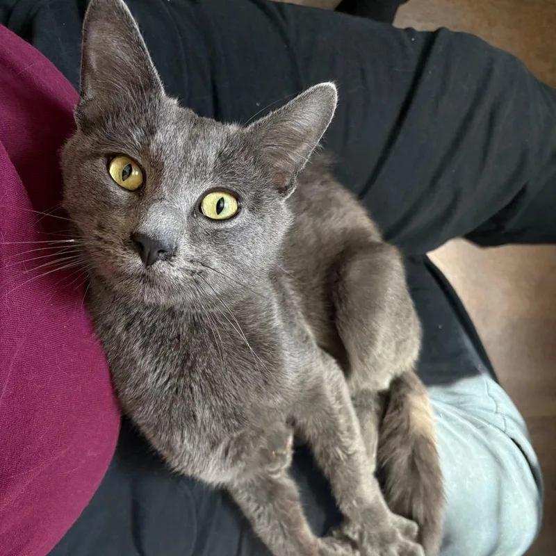 A young medium-sized male Gray / Blue / Silver Domestic Short Hair cat named Bobby for adoption in St. Paul, MN