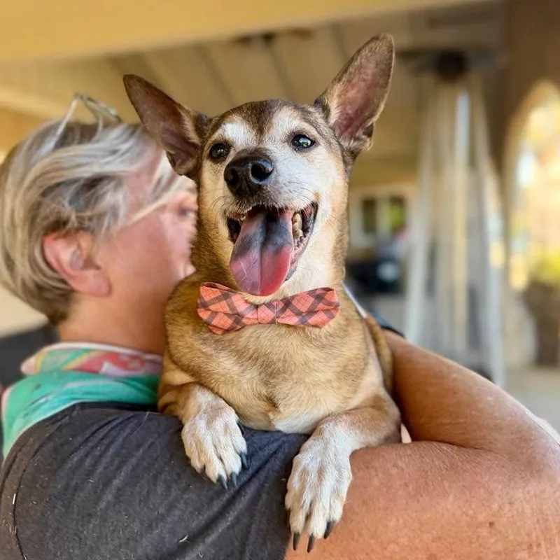 A senior small-sized male Brown / Chocolate Chihuahua dog named Jonny Pop for adoption in Ramona, CA