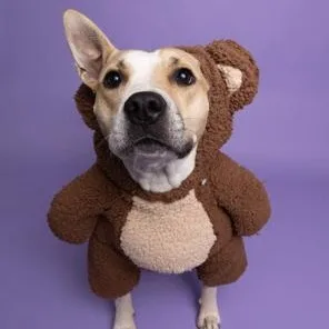 A young medium-sized female Staffordshire Bull Terrier dog named Baby for adoption in Lodi, CA