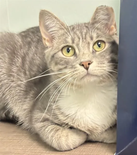A young medium-sized male Domestic Short Hair cat named Cloud for adoption in Dedham, MA