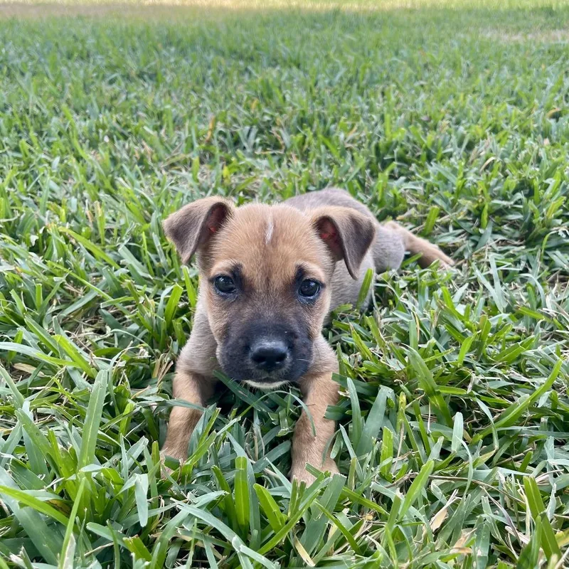 A young medium-sized male Brown / Chocolate Mixed Breed dog named Moose for adoption in Webster, TX