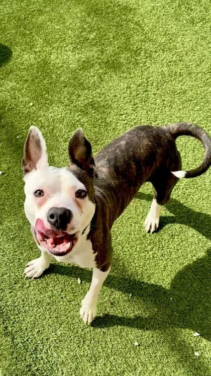 An adult medium-sized male Mixed Breed dog named Brian for adoption in Independence, MO