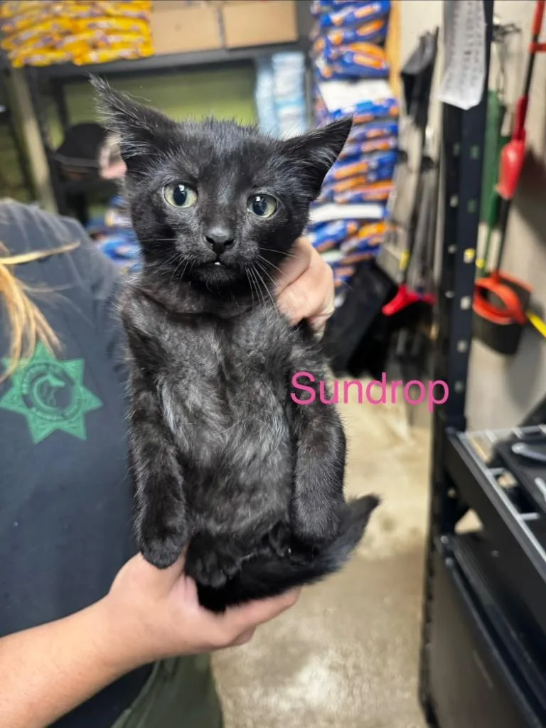 A baby medium-sized male Domestic Short Hair cat named Sundrop for adoption in Shelbyville, TN