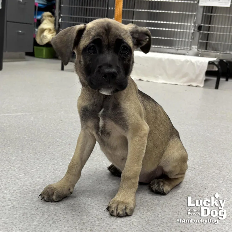 A baby large-sized female Shepherd dog named Emerald for adoption in Washington, DC