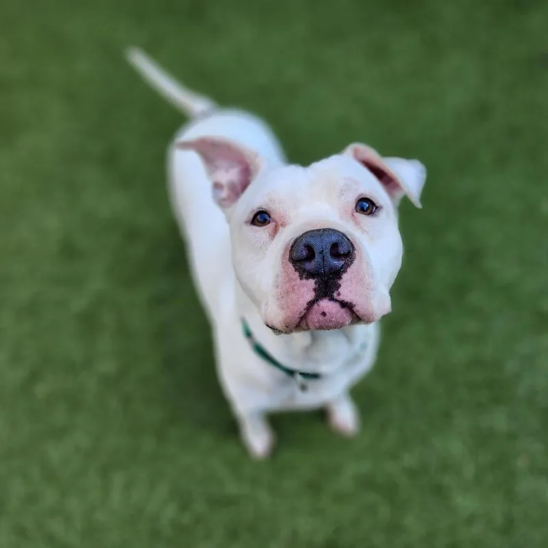 A senior medium-sized male White / Cream Pit Bull Terrier dog named Pablo for adoption in Greensboro, NC